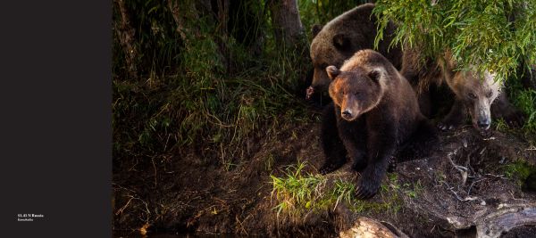 Polar bear standing on iceberg eating its kill, on cover of 'From north to the south pole - Latitude', by Booxencounters.