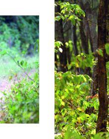 Silent Sentinels of Ranthambhore