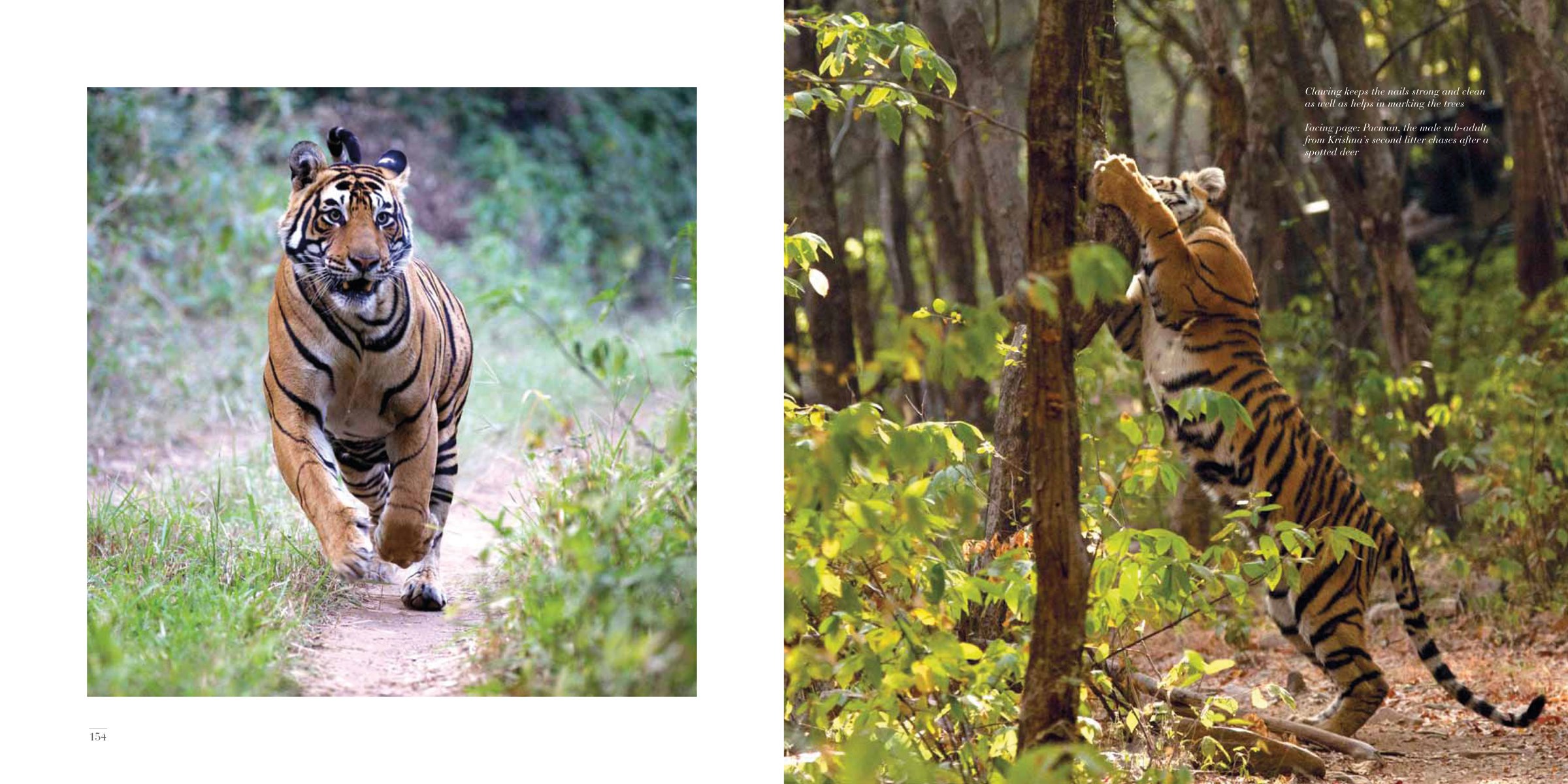 Tigress with cub standing on sanding track, red border, Silent Sentinels of Ranthambhore in red font below