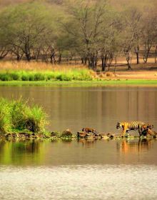 Silent Sentinels of Ranthambhore