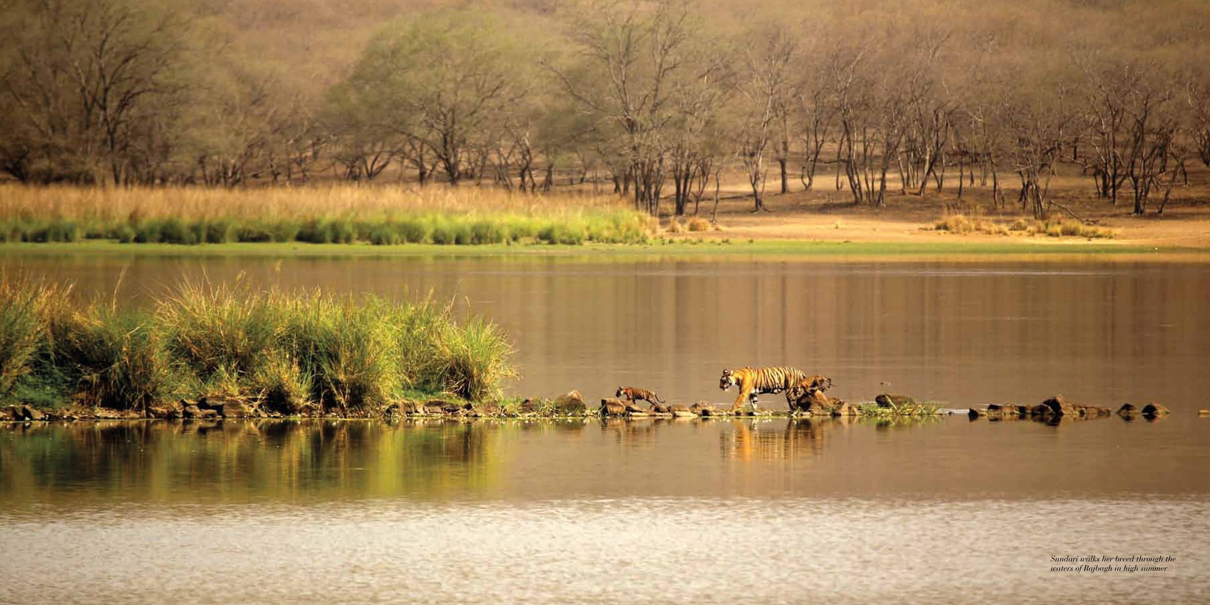 Tigress with cub standing on sanding track, red border, Silent Sentinels of Ranthambhore in red font below