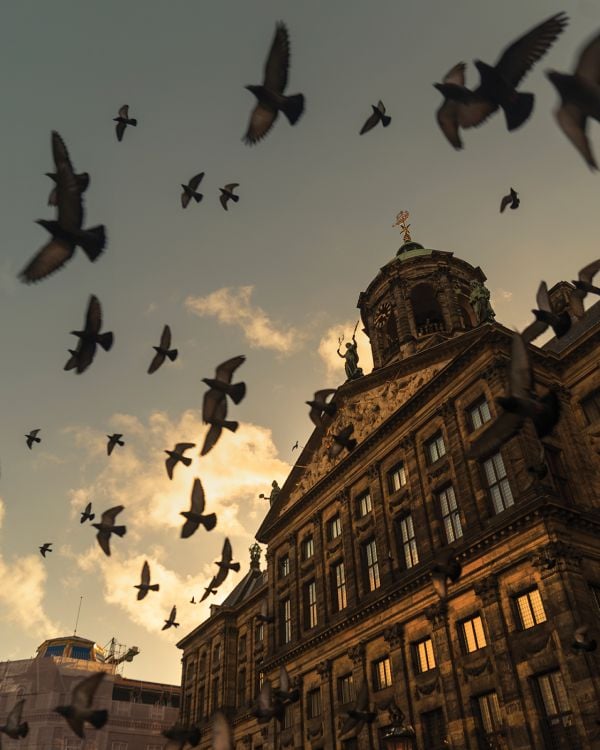 Book cover of A New Light on Amsterdam, with a misty view of a canal, and a bird flapping its wings while perched on a post. Published by Lannoo Publishers.
