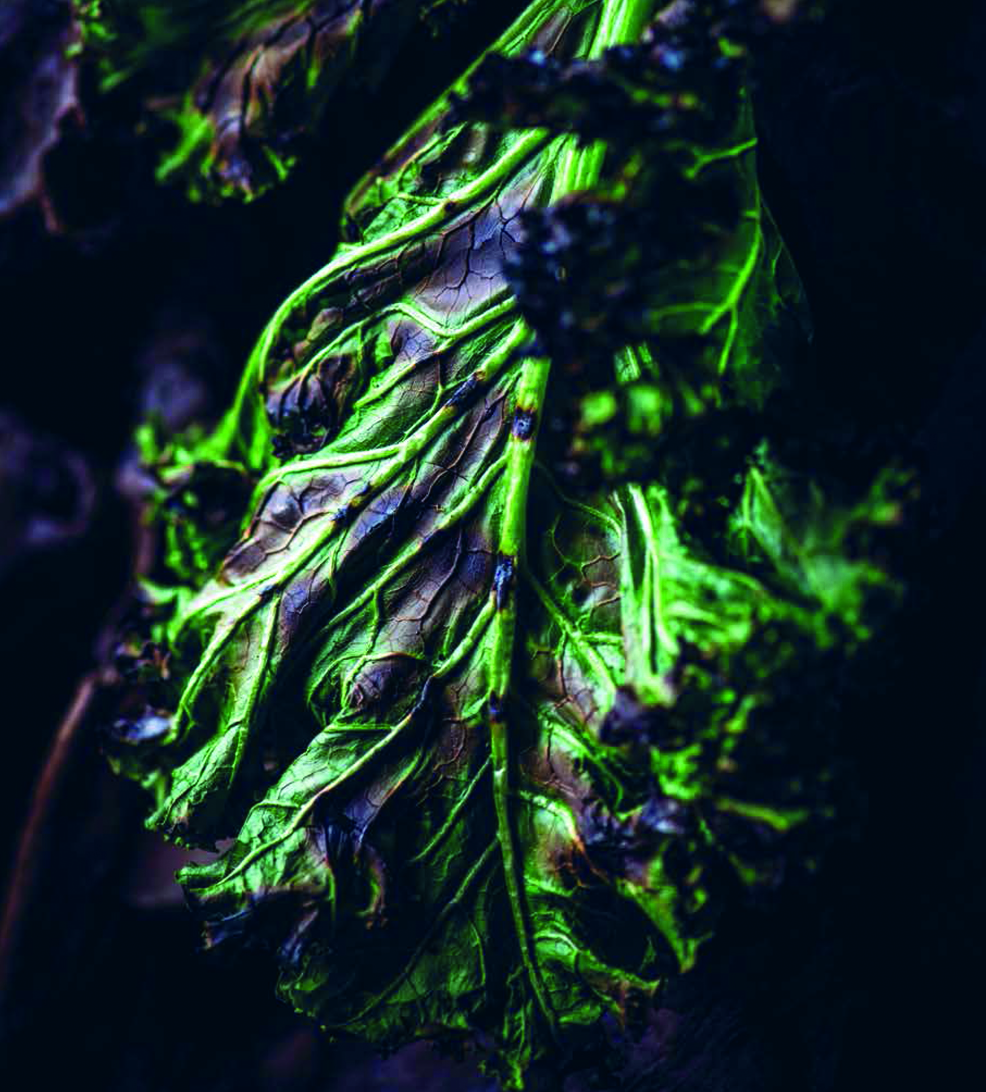 Close up of dark textured aubergine colour vegetable, on cover of 'Biotope, Pastorale', by Lannoo Publishers.