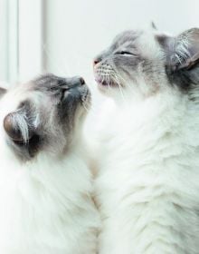 Nose to nose shot of brown cat with amber eyes and white cat with blue eyes, on white cover, 'Insta Grammar Just Cats, by Lannoo Publishers.