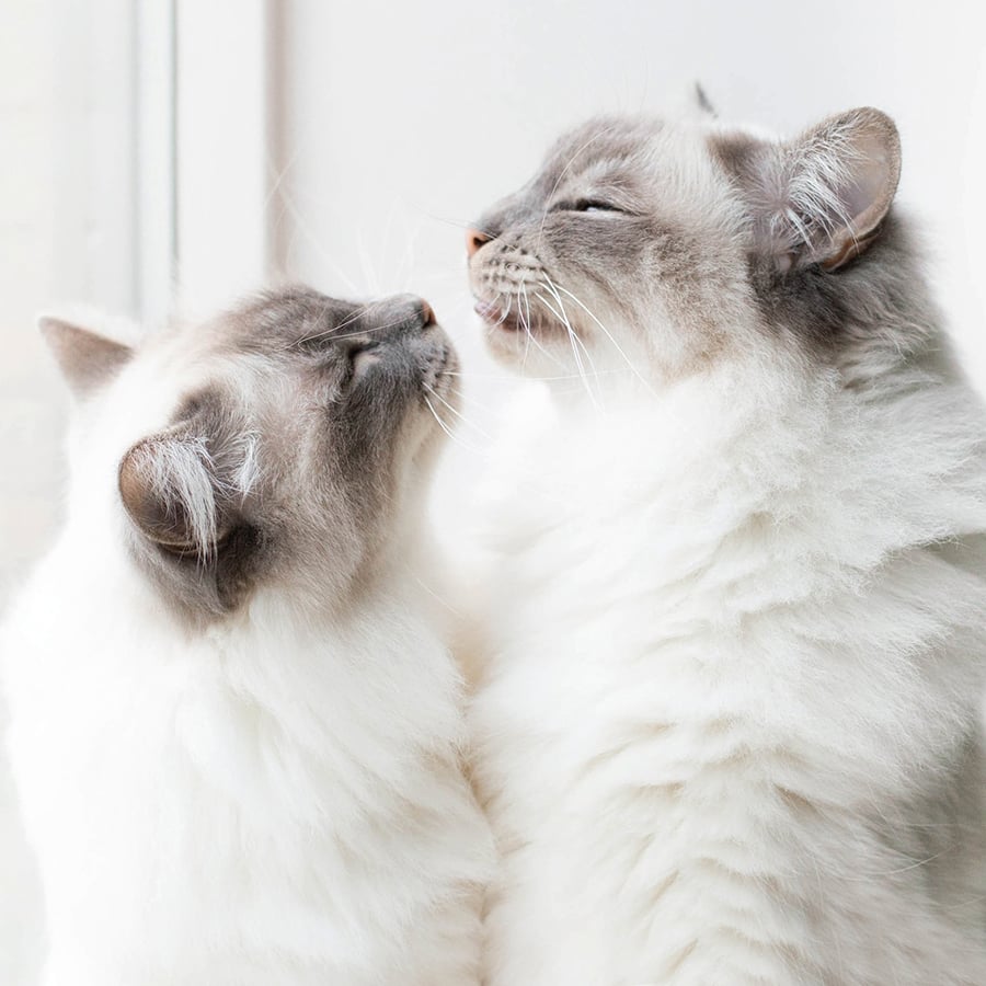 Nose to nose shot of brown cat with amber eyes and white cat with blue eyes, on white cover, 'Insta Grammar Just Cats, by Lannoo Publishers.