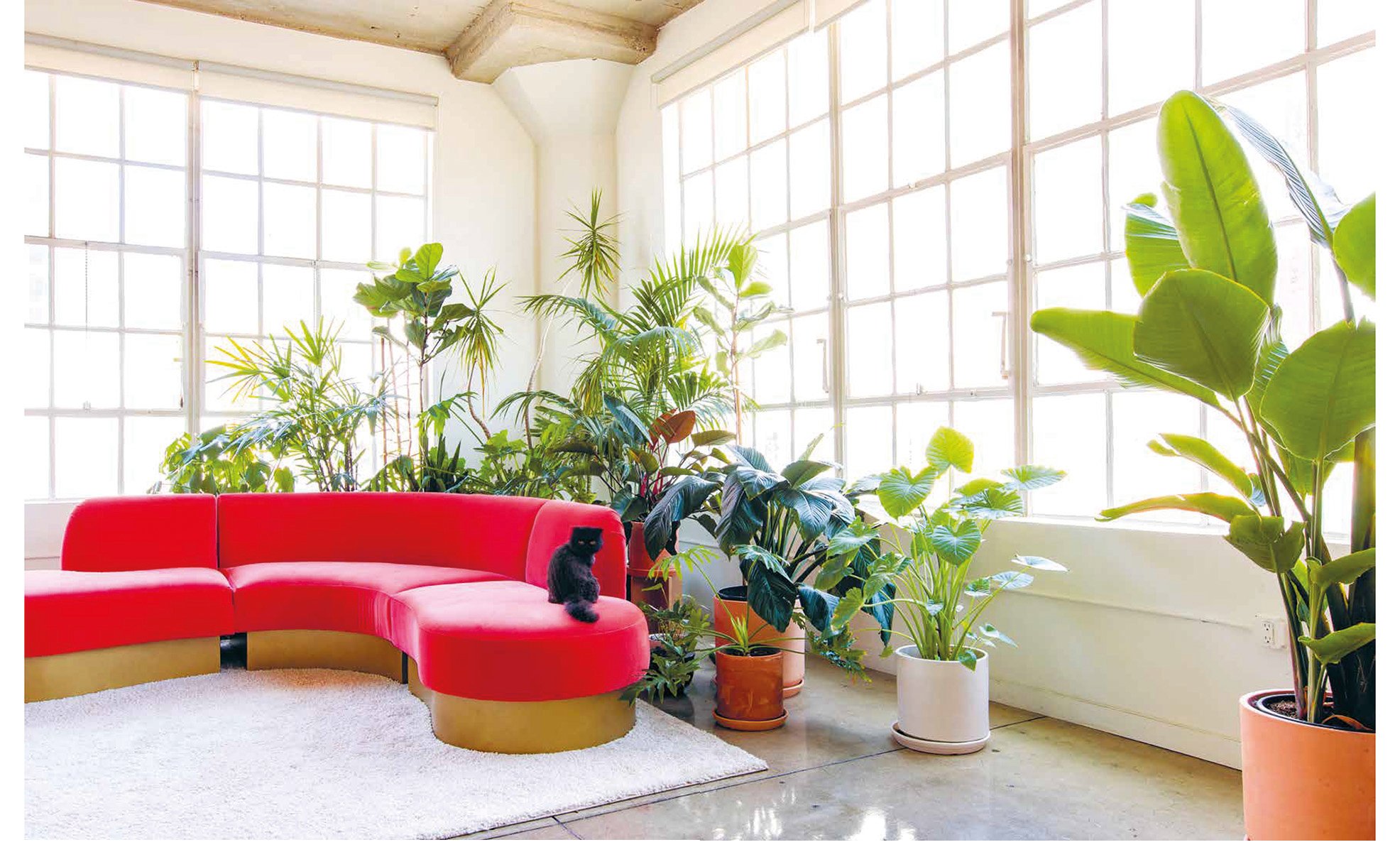 Aerial view of living space with tropical green foliage, palm leaves, 2 deckchairs, on pale pink cover of 'Ultimate Wonder Plants, Your Urban Jungle Interior', by Lannoo Publishers.