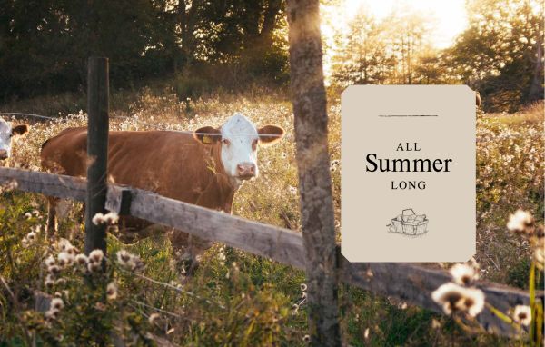 Book cover of Escape to the Country, with an old American farm truck, fresh fruit and vegetables on a tray with watering can resting on trunk door. Published by Lannoo Publishers.