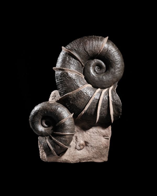 Book cover of Dinosaurs are Collectible, with a man in suit standing next to large dinosaur bone. Published by Lannoo Publishers.