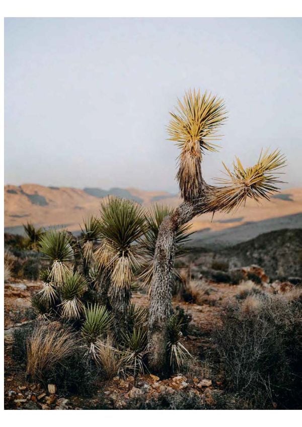 Book cover of Deserted: In Pursuit of Drylands, with an aerial view of desert landscape with sand dunes. Published by Lannoo Publishers.