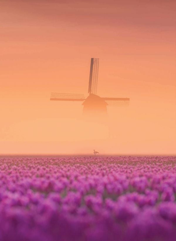 Book cover of The Beauty of the Netherlands: 10 Years of Photography by Albert Dros, with an aerial shot of an atmospheric landscape with windmills. Published by Lannoo Publishers.