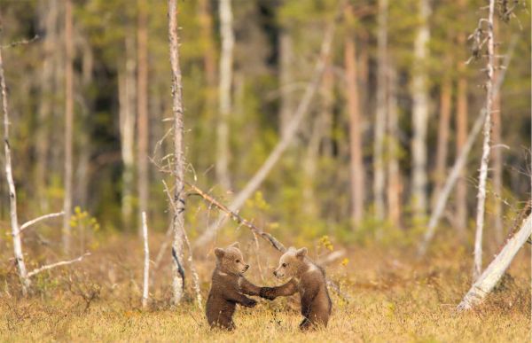 Book cover of Wild Places of Europe, with European landscape and mountains behind. Published by Lannoo Publishers.