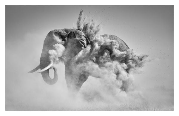 Book cover of True Wildlife, with African bush elephant walking towards camera. Published by Lannoo Publishers.