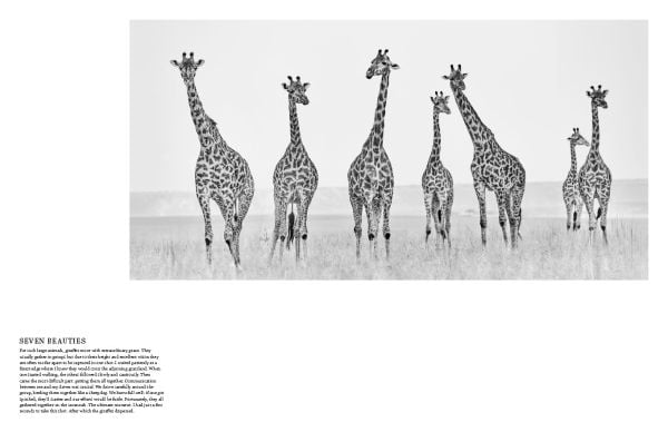 Book cover of True Wildlife, with African bush elephant walking towards camera. Published by Lannoo Publishers.