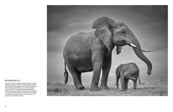 Book cover of True Wildlife, with African bush elephant walking towards camera. Published by Lannoo Publishers.