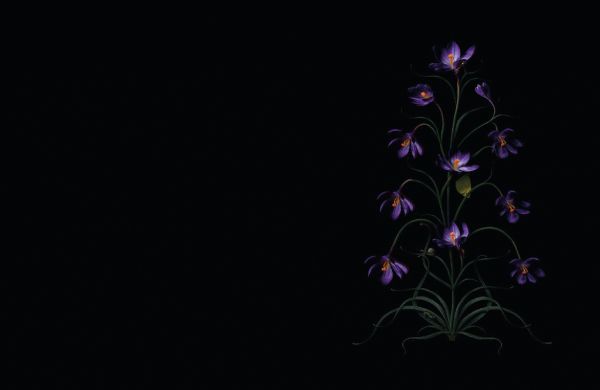 Book cover of Flower Pieces, A Photographic Journey Around the World, with flame coloured tulip and white Lily-of-the-Valley bell-shaped flowers. Published by Lannoo Publishers.