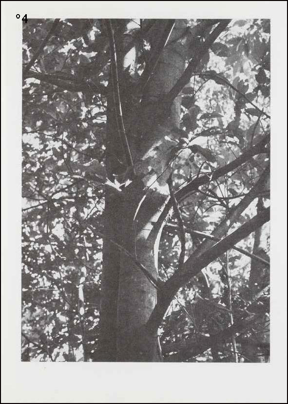 Book cover of herman de vries - publisher. Published by Waanders Publishers.