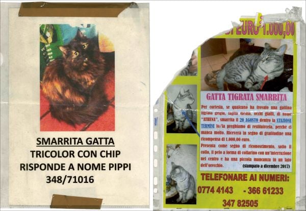 Book cover of Please Look in the Basement, with a sketch of a fox terrier dog. Published by Hopper&Fuchs.