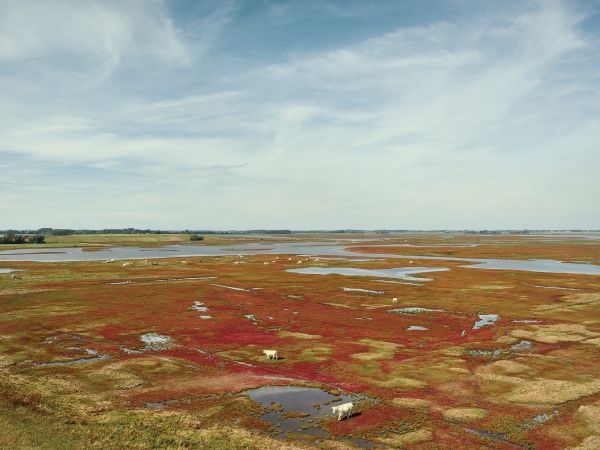 Book cover of Jeroen Hofman's Zeeland, with a vast green landscape. Published by Hannibal Books.