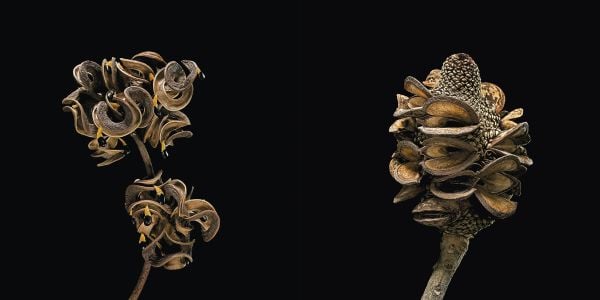 Book cover of Seeds: Time Capsules of Life, with a macro photo of seed case. Published by Papadakis.