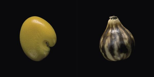 Book cover of Seeds: Time Capsules of Life, with a macro photo of seed case. Published by Papadakis.