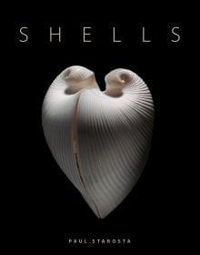 Book cover of Shells, with a Meiocardia moltkiana. Published by 5 Continents Editions.