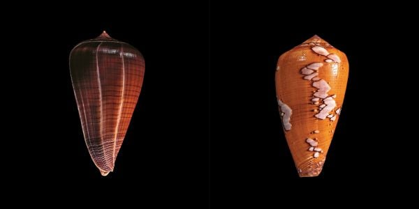 Book cover of Shells, with a Meiocardia moltkiana. Published by 5 Continents Editions.