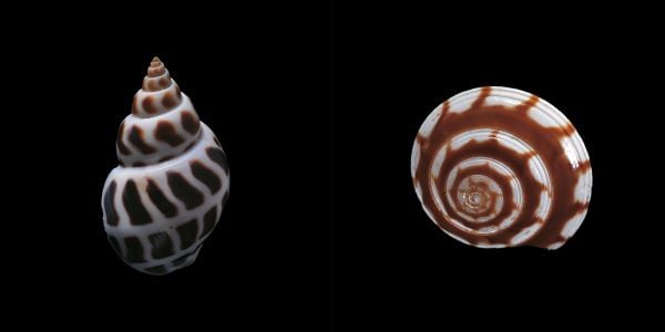 Book cover of Shells, with a Meiocardia moltkiana. Published by 5 Continents Editions.