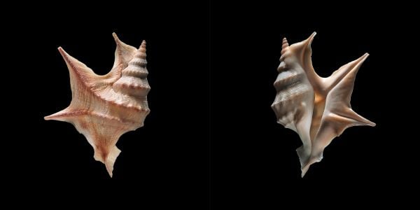 Book cover of Shells, with a Meiocardia moltkiana. Published by 5 Continents Editions.