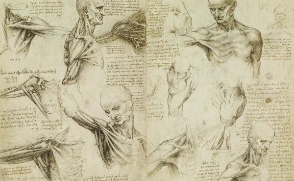 Book cover of Leonardo da Vinci Atlas Anatomicus: The Royal Collection of Windsor; featuring anatomical drawings. Published by Scripta Maneant Editori.