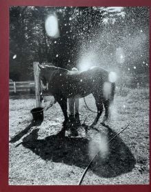 Calling the Birds Home