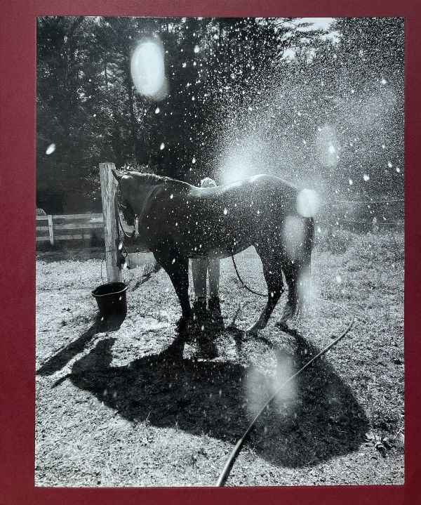 Calling the Birds Home