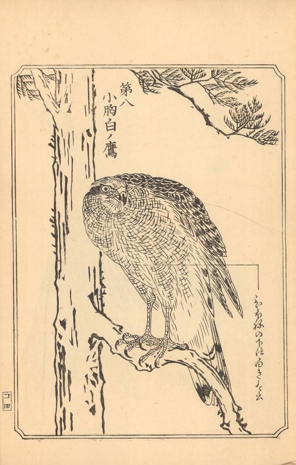Book cover of An Illustrated Mirror of Hawking: The Ehon Taka Kagami; featuring a bird of prey. Published by Marquand Books.